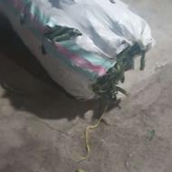 باقلا کیلویی