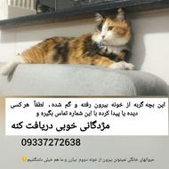 گربه ی گمشده