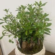 گل بونسای زنده و طبیعی