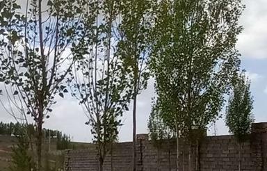 زمین خوش قواره