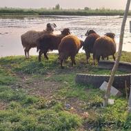 5راس نر وزن بالا