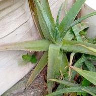 گلهای طبی آلوئه ورا