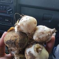 موسیر تازه کوهی کیلویی 200استهبان
