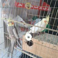 طوطی هلندی بالغ