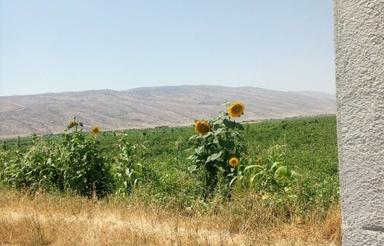 اجاره 60هکتارزمین کشاورزی