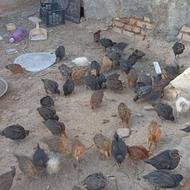 جوجه محلی اصل پاسیاه