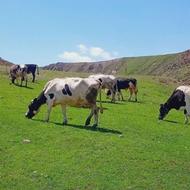 چند عدد گاو شیری مناسب نگهداری برایه فروش