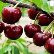 نهال گیلاس تک دانه