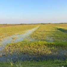 فروش زمین کشاورزی 6000 متر در بلوار ساحلی