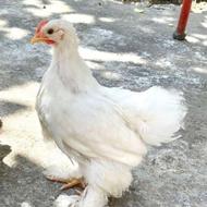مینیاتوری ماده پشمالو رام
