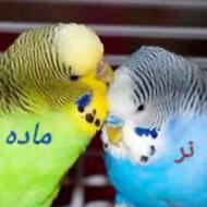 ماده مرغ عشق ماده مست خوشگل سبز یشمی عروسکی