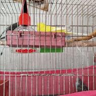 معاوضه ی7 مرغ عشق با مرغ مینا سخنگو
