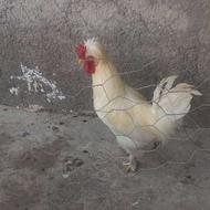 خروس لاری محلی