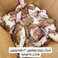 فروش جوجه بوقلمون برنز و بوربون 3 ماهه