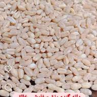گندم پوست کنده (حلیمی)