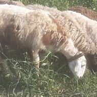 میش خشک جنس دار