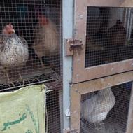 قفس مرغ خانگی