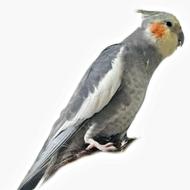 عروس هلندی گم شده