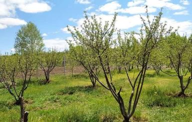 باغ شخصی روستای ینگجه