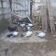 کبوتر کله دم سبز