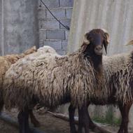 سه راس نر تخمی