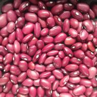 لوبیاقرمزبذری