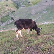 گاو شیرده با دو گوساله نر وماده