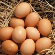تخمرغ محلی تازه و ارگانیک