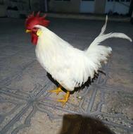 خروس سرزنده