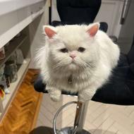 گربه گمشده محدوده پارک پرنس ونک