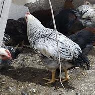 مرغ و خروس