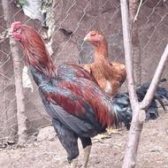 خروس لاری نسل پاک
