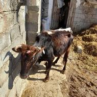 فروش گاو باگوساله