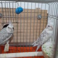 دوهفته عروس هلندی رنگ خاص
