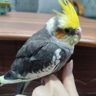 عروس هلندی دوماهه