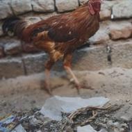 خروس سالم سرحال