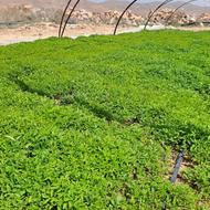 فروش انواع نهال گوجه فرنگی و انواع فلفل و بادمجان