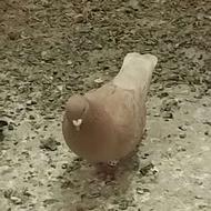 یه کبوتر ماده