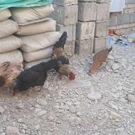 مرغ و خروس نسل دار وکاکل دار