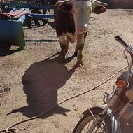 گاو نر سیمنتال اصل