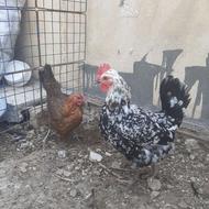 مرغ گلین لری 2 عدد