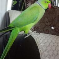 طوطی ملنگوسخنگو