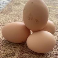 فروش تخم مرغ محلی ارگانیک و نطفه دار