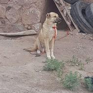 واگذاری سگ عراقی