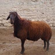 میش افشاری