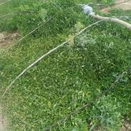 نیمه بادمجان وفلفل باریک وگوجه موجود است دونه ای 1500تومن