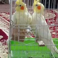 فروش طوطی عروس