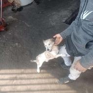 سگ نژاد اشپیت با گرگی واگزاری