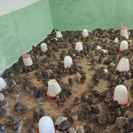 بلدرچین گوشتی،