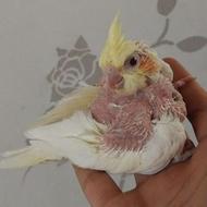 عروس هلندی جوجه